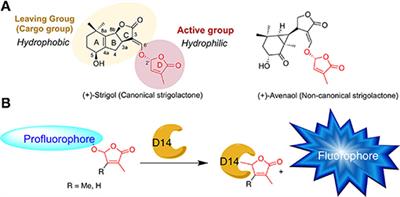 Expansion of the Strigolactone Profluorescent Probes Repertory: The Right Probe for the Right Application